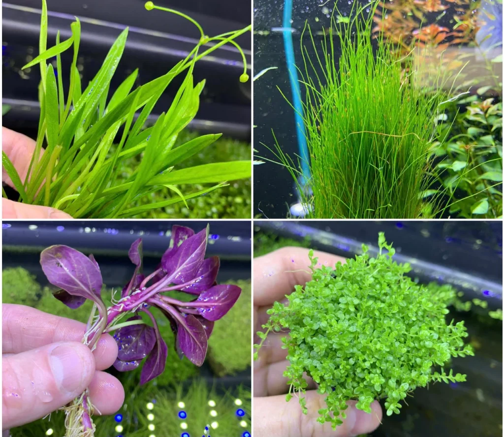 aquarium plants